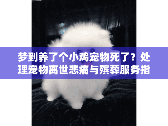 梦到养了个小鸡宠物死了？处理宠物离世悲痛与殡葬服务指南