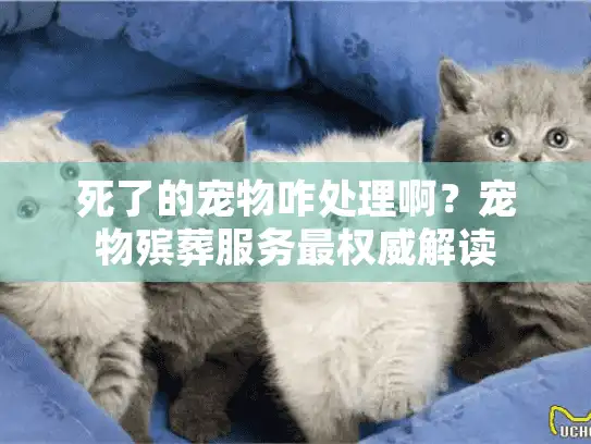 死了的宠物咋处理啊？宠物殡葬服务最权威解读