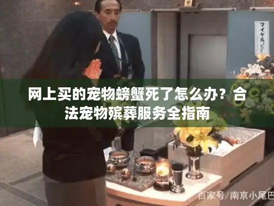 网上买的宠物螃蟹死了怎么办？合法宠物殡葬服务全指南