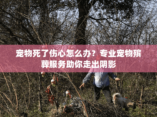宠物死了伤心怎么办？专业宠物殡葬服务助你走出阴影