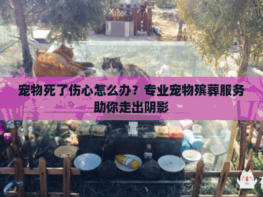 宠物死了伤心怎么办？专业宠物殡葬服务助你走出阴影