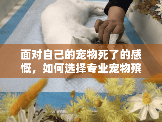 面对自己的宠物死了的感慨，如何选择专业宠物殡葬服务并寻求情感治愈