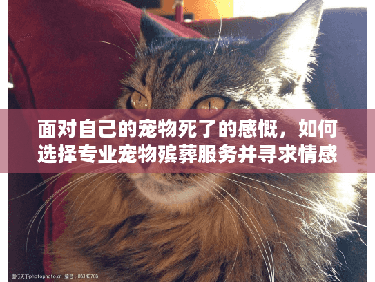 面对自己的宠物死了的感慨，如何选择专业宠物殡葬服务并寻求情感治愈