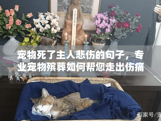 宠物死了主人悲伤的句子,专业宠物殡葬如何帮您走出伤痛? 宠物死了主人悲伤的句子,专业宠物殡葬如何帮您走出伤痛?