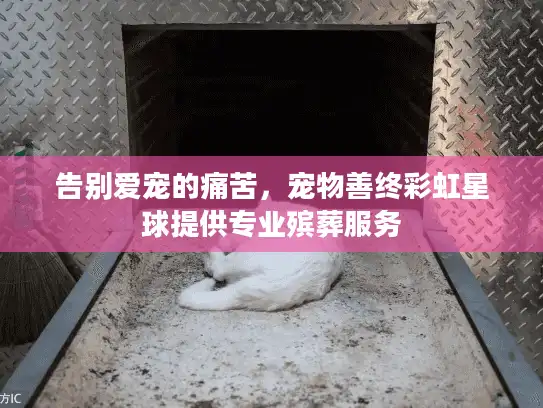 告别爱宠的痛苦，宠物善终彩虹星球提供专业殡葬服务