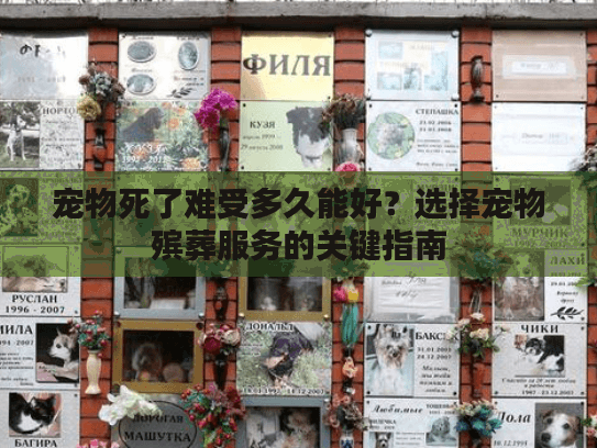 宠物死了难受多久能好？选择宠物殡葬服务的关键指南