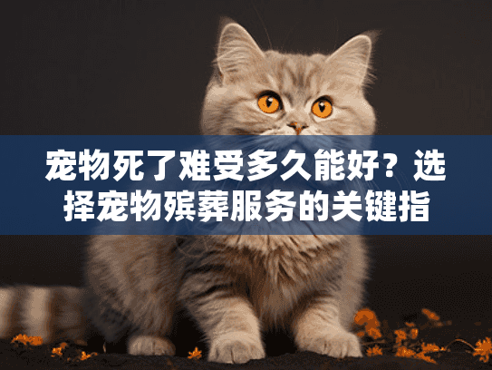 宠物死了难受多久能好？选择宠物殡葬服务的关键指南