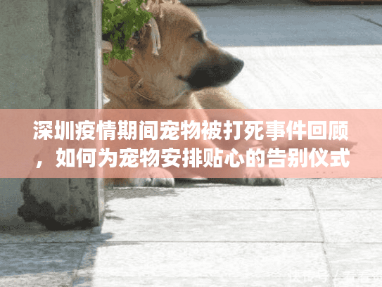 深圳疫情期间宠物被打死事件回顾,如何为宠物安排贴心的告别仪式? 深圳疫情期间宠物被打死事件回顾,如何为宠物安排贴心的告别仪式?