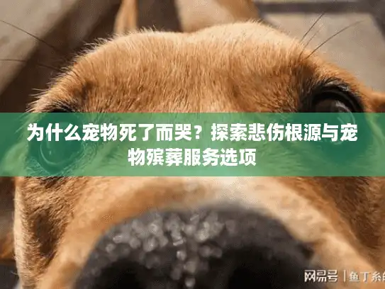 为什么宠物死了而哭？探索悲伤根源与宠物殡葬服务选项