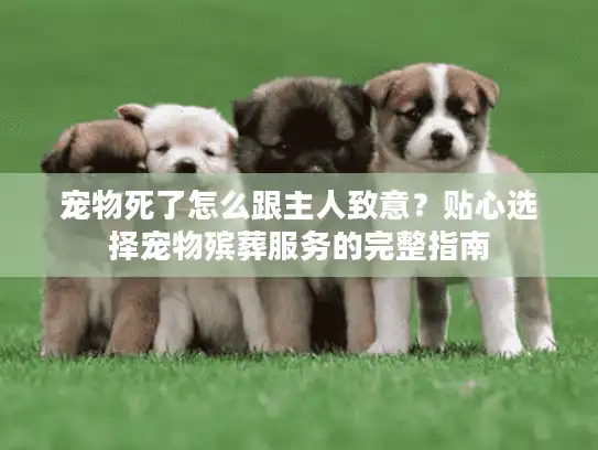 宠物死了怎么跟主人致意？贴心选择宠物殡葬服务的完整指南