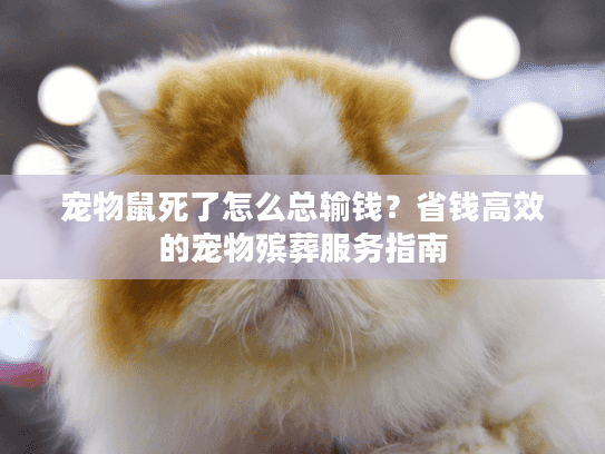 宠物鼠死了怎么总输钱?省钱高效的宠物殡葬服务指南 宠物鼠死了怎么总输钱?省钱高效的宠物殡葬服务指南