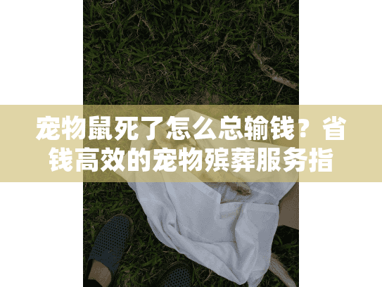 宠物鼠死了怎么总输钱?省钱高效的宠物殡葬服务指南 宠物鼠死了怎么总输钱?省钱高效的宠物殡葬服务指南