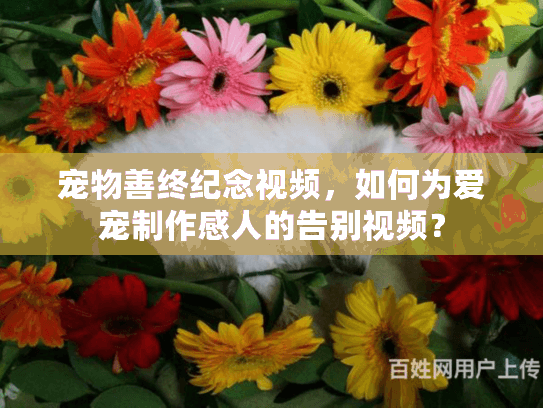 宠物善终纪念视频,如何为爱宠制作感人的告别视频? 宠物善终纪念视频,如何为爱宠制作感人的告别视频?