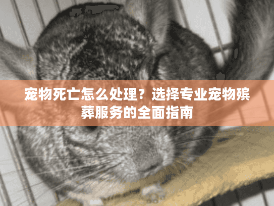 宠物死亡怎么处理？选择专业宠物殡葬服务的全面指南