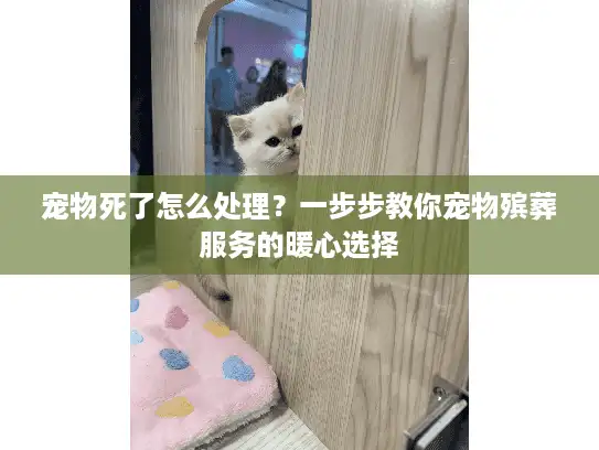 宠物死了怎么处理？一步步教你宠物殡葬服务的暖心选择