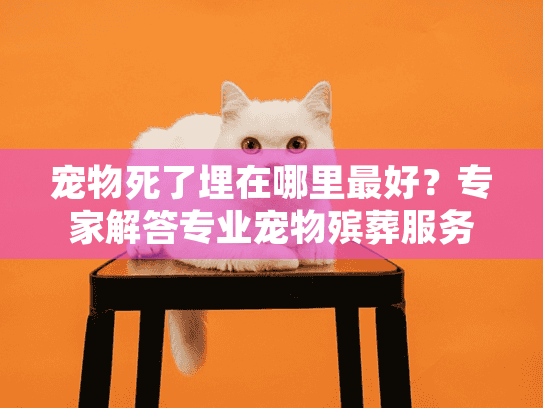 宠物死了埋在哪里最好？专家解答专业宠物殡葬服务终极指南