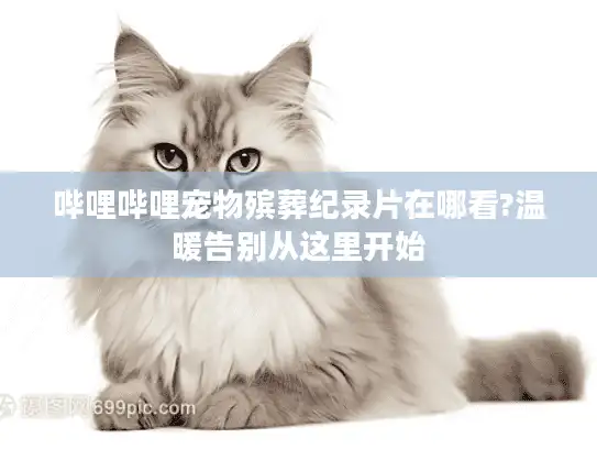 哔哩哔哩宠物殡葬纪录片在哪看?温暖告别从这里开始 哔哩哔哩宠物殡葬纪录片在哪看?温暖告别从这里开始