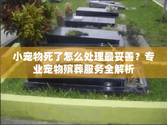 小宠物死了怎么处理最妥善？专业宠物殡葬服务全解析