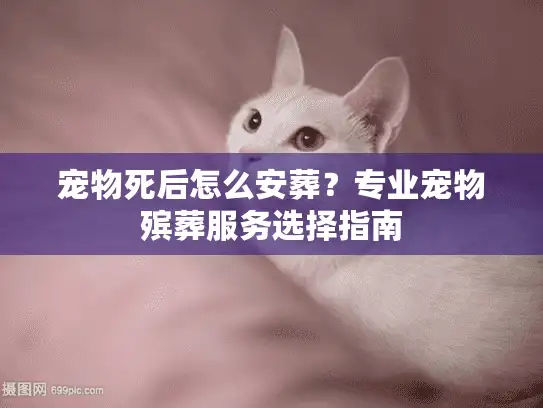 宠物死后怎么安葬？专业宠物殡葬服务选择指南
