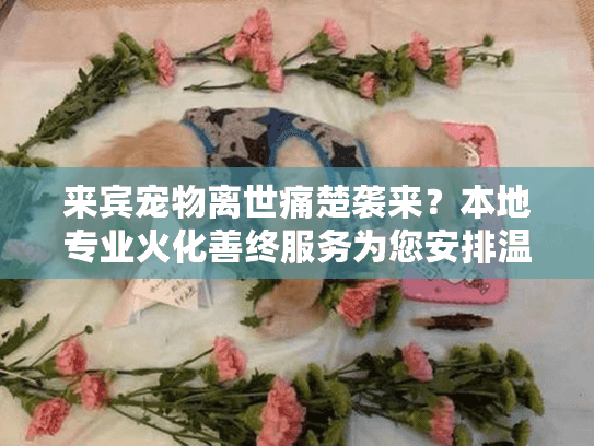来宾宠物离世痛楚袭来？本地专业火化善终服务为您安排温暖告别