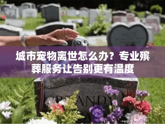 城市宠物离世怎么办？专业殡葬服务让告别更有温度