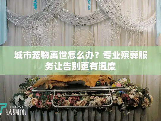 城市宠物离世怎么办？专业殡葬服务让告别更有温度