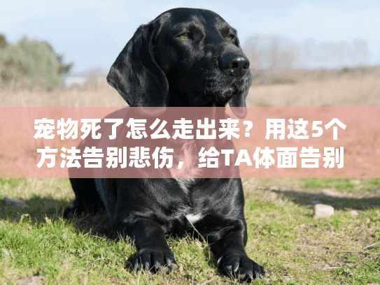 宠物死了怎么走出来？用这5个方法告别悲伤，给TA体面告别