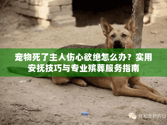 宠物死了主人伤心欲绝怎么办？实用安抚技巧与专业殡葬服务指南