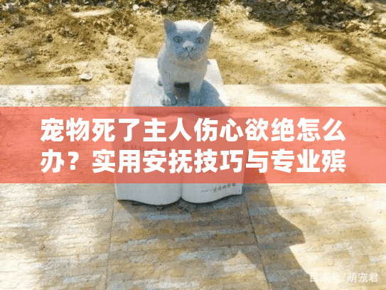 宠物死了主人伤心欲绝怎么办？实用安抚技巧与专业殡葬服务指南