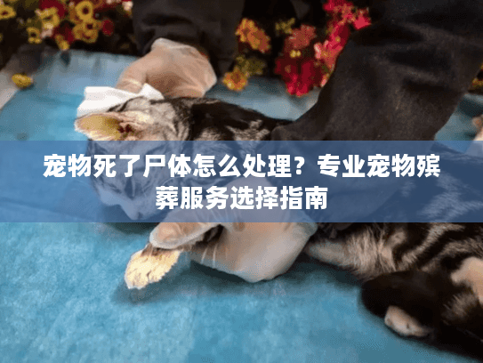 宠物死了尸体怎么处理？专业宠物殡葬服务选择指南