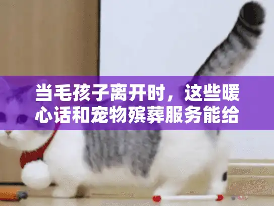 当毛孩子离开时，这些暖心话和宠物殡葬服务能给你力量