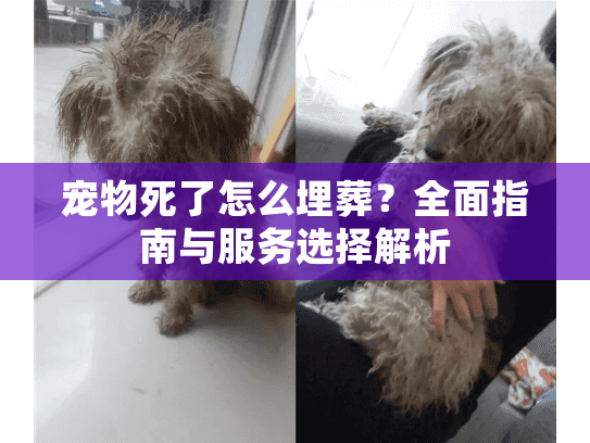 宠物死了怎么埋葬？全面指南与服务选择解析