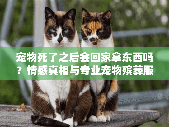 宠物死了之后会回家拿东西吗？情感真相与专业宠物殡葬服务指南