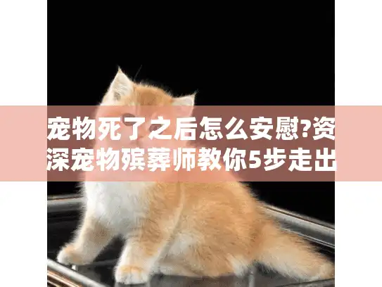 宠物死了之后怎么安慰?资深宠物殡葬师教你5步走出伤痛