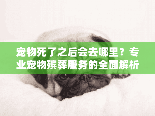 宠物死了之后会去哪里?专业宠物殡葬服务的全面解析 宠物死了之后会去哪里?专业宠物殡葬服务的全面解析