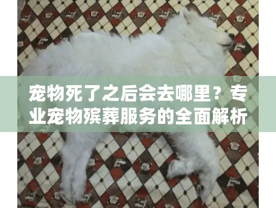 宠物死了之后会去哪里?专业宠物殡葬服务的全面解析 宠物死了之后会去哪里?专业宠物殡葬服务的全面解析