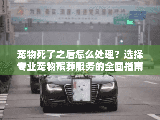 宠物死了之后怎么处理？选择专业宠物殡葬服务的全面指南