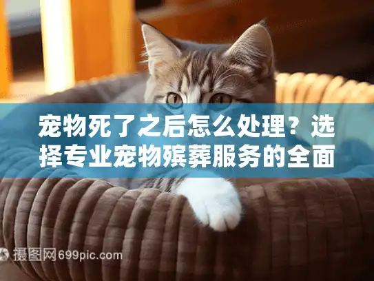 宠物死了之后怎么处理？选择专业宠物殡葬服务的全面指南