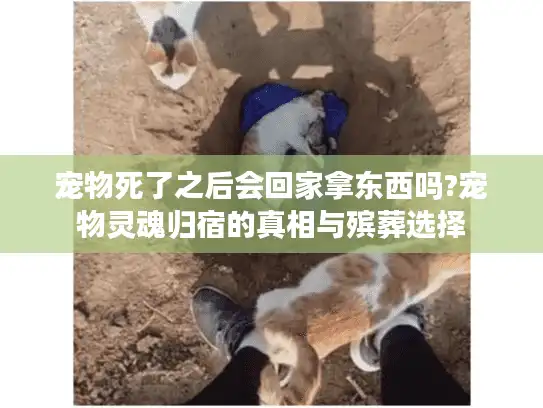 宠物死了之后会回家拿东西吗?宠物灵魂归宿的真相与殡葬选择