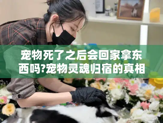 宠物死了之后会回家拿东西吗?宠物灵魂归宿的真相与殡葬选择