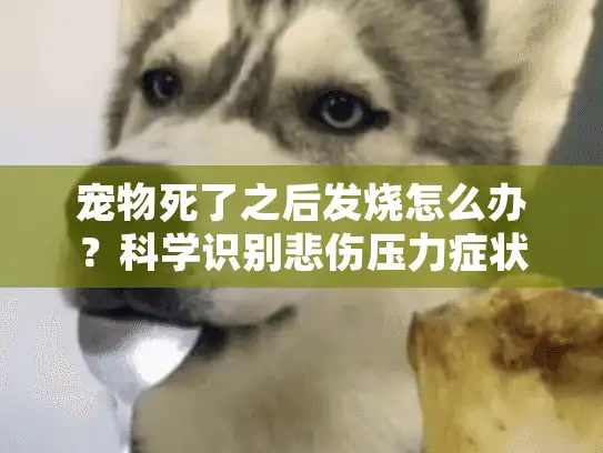 宠物死了之后发烧怎么办？科学识别悲伤压力症状的实用指南
