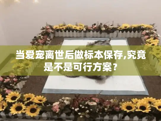 当爱宠离世后做标本保存,究竟是不是可行方案？