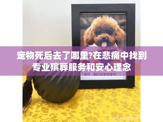 宠物死后去了哪里?在悲痛中找到专业殡葬服务和安心理念