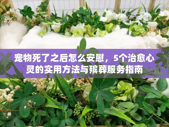 宠物死了之后怎么安慰，5个治愈心灵的实用方法与殡葬服务指南