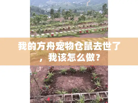 我的方舟宠物仓鼠去世了，我该怎么做？