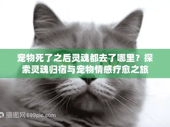 宠物死了之后灵魂都去了哪里？探索灵魂归宿与宠物情感疗愈之旅