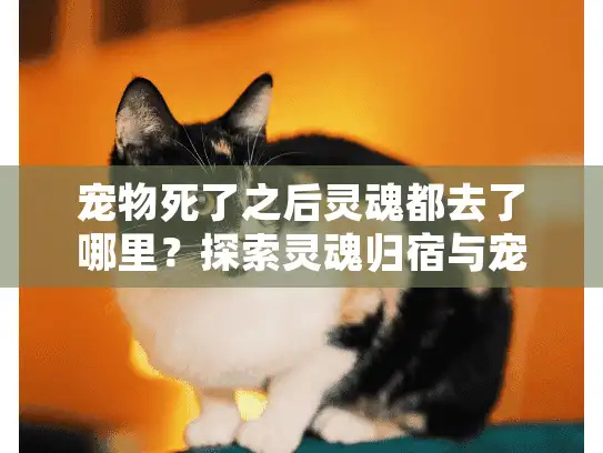 宠物死了之后灵魂都去了哪里？探索灵魂归宿与宠物情感疗愈之旅