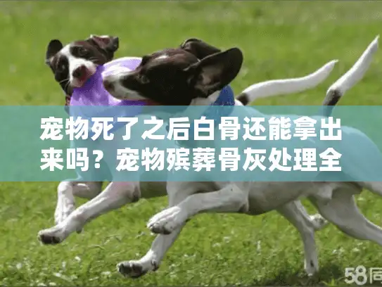 宠物死了之后白骨还能拿出来吗？宠物殡葬骨灰处理全面指南