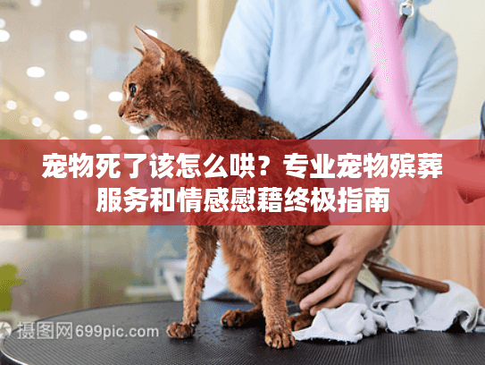 宠物死了该怎么哄？专业宠物殡葬服务和情感慰藉终极指南