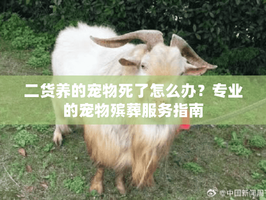 二货养的宠物死了怎么办？专业的宠物殡葬服务指南